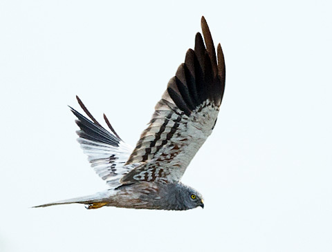 Montagus Harrier in flight